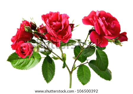 Flowers. Spray of climbing rose on a white background
