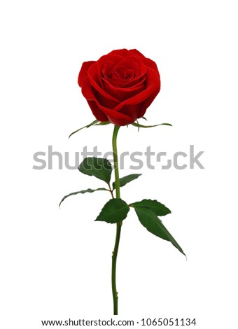 Bunch of rose flowers on white background 