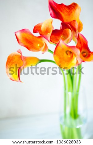 Bouquet of fresh orange Calla lilly flowers in glass vase