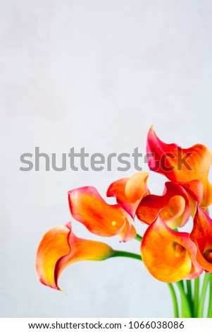 Bunch of fresh orange Calla lilly flowers with copy space.