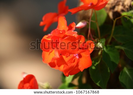 Orange flowers in the nature