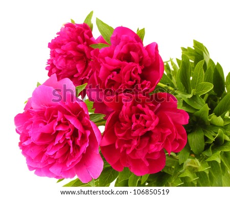 beautiful pink peonies isolated on white