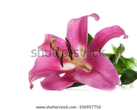 pink lily flower on white