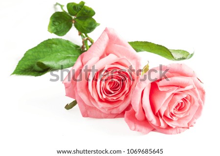 Roses flowers bunch isolated on white background
