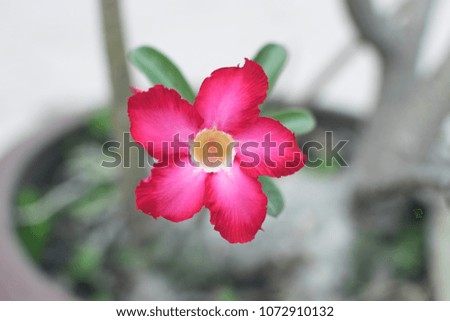 Beautiful Desert rose flower in the garden with blurry green leaf in the background, Mock azalea flowers, Impala lily flower, Adenium obesum.