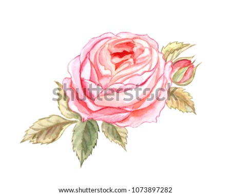 Delicate pink English rose, watercolor drawing on white background, isolated with clipping path.