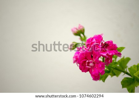 great geranium fuchsia
