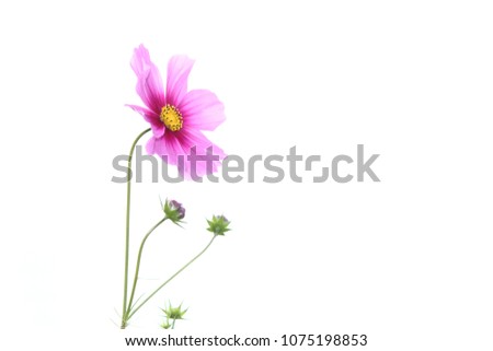 Pink cosmos flower on white background 