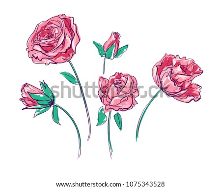Flowers Vector Illustration, Hand Drawn Roses