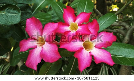 Three pink flowers on the green leaves background