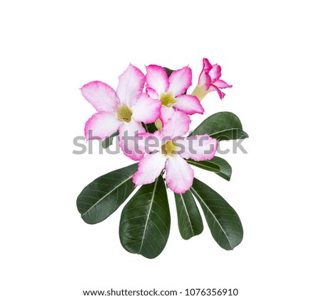 Floral background. Close up of Tropical flower Pink Adenium. Desert rose on isolated white background.
