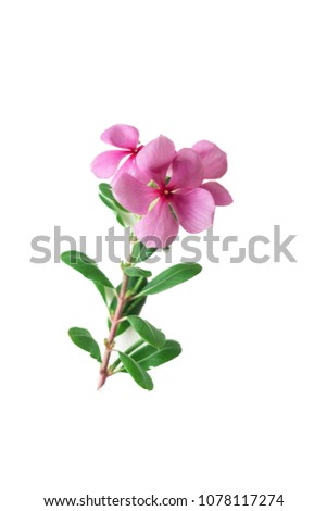  Madagascar periwinkle, Vinca,Old maid, Cayenne jasmine, Rose periwinkle.
pink flower on white background
