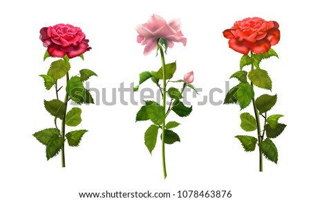 Roses isolated on white background set romance wallpaper pink and red roses banner with copy space for wishes text. Wedding day, Women`s Day, Valentine`s Day, Birthday, anniversary love, floral card