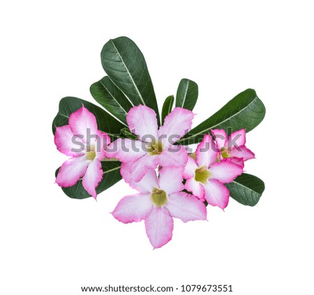 Pink adenium on a white background.