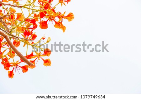 Peacock flowers or Caesalpinia pulcherrima is a species of flowering plant in the pea family, Fabaceae, native to the tropics and subtropics of the Americas. 