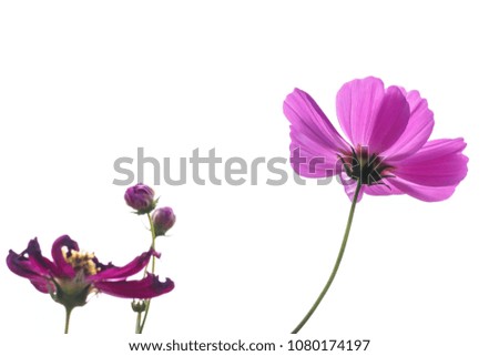 pink beautiful cosmos against white sky 