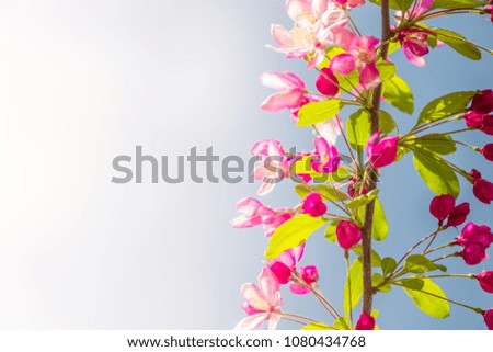 Gorgeous Spring cherry flowers at smooth background, sunny day, tropical garden