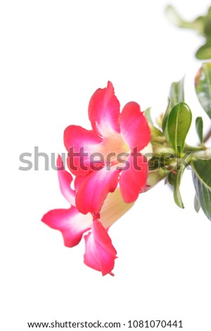 macro closeup of a beautiful pink purple Adenium obesum desert rose flower branch isolated on white