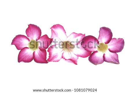 Azalea flowers are flowers Planted for beauty On a white background