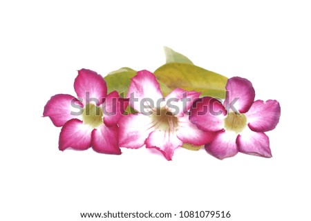 Azalea flowers are flowers Planted for beauty On a white background
