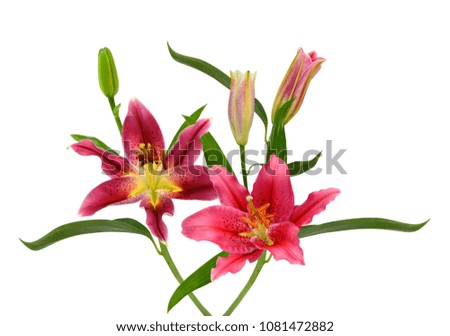 Beautiful pink lily flower bouquet isolated on white background
