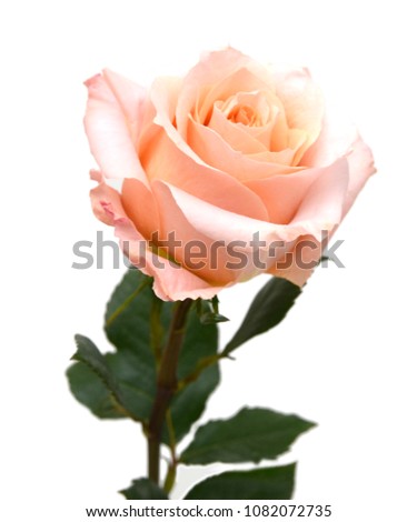 flower of isolate pink rose closeup