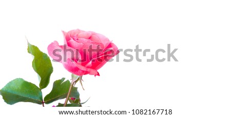 pink single rose with isolated white background
