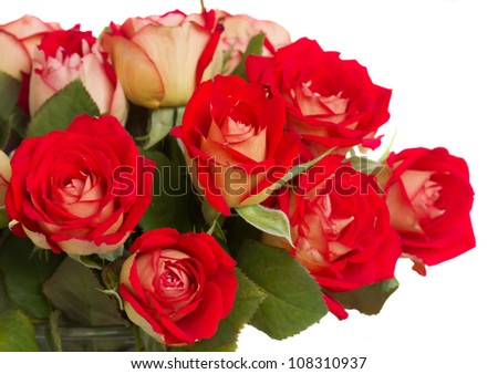 red roses flowers  isolated on white background