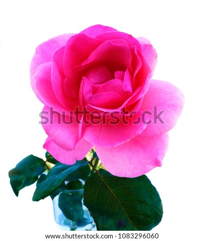 Single pink rose. Color photography. 