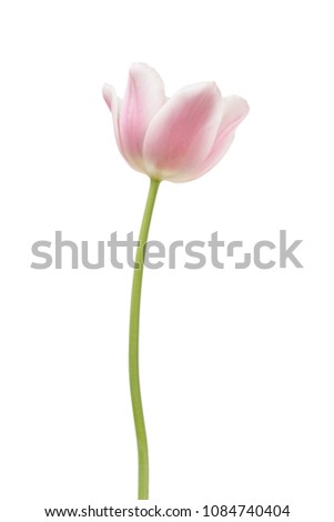 Pink tulip isolated on white background