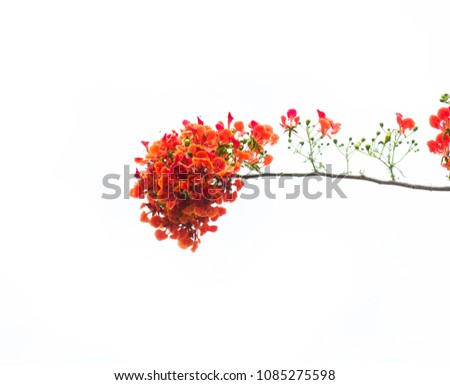 Red flowers on white background