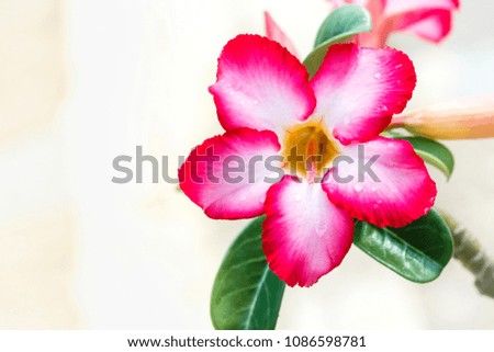 Desert Rose/Impala Lily/Adenium Pink flower/ Background blur.