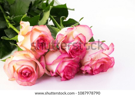 Roses on a white background. Frame