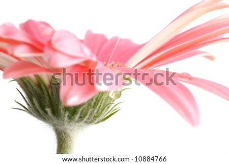 Pink gerbera with water drops on white background