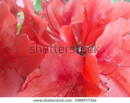 Beautiful red flowers in the garden
