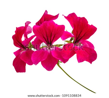 Pink flower of Ivy geranium, Pelargonium hortorum Bail (Geraniaceae) isolated on white background