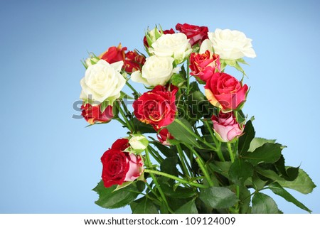 Bouquet of beautiful roses on blue background close-up