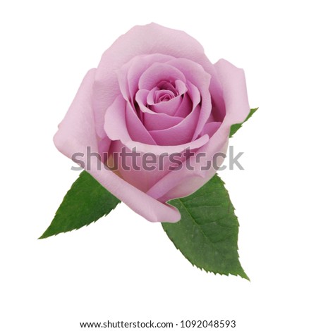 Pink rose isolated on white 