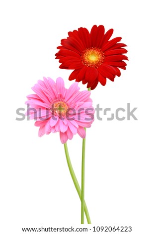 Two red and pink Gerber flowers, daisies isolated on white 