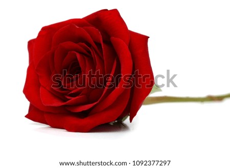 A red rose flower lay down on white