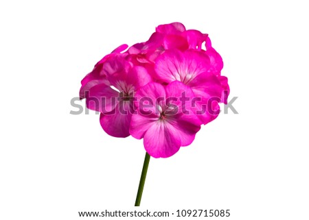 Pink flower of Geranium, Pelargonium hortorum Bail (Geraniaceae) isolated on white background with clipping path