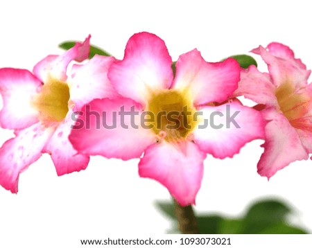 Adenium  : Azalea flowers are a colorful species of flowers. It is easy to grow. Resistant to extreme drought The Desert Rose (Desert Rose)