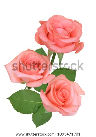 Pink roses isolated
