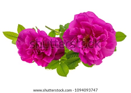 tea rose with green leaves on a white background