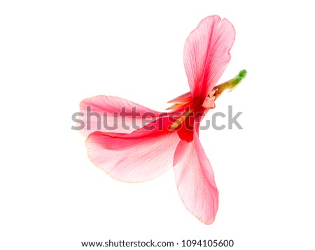 Pink Indian shot flower on white background. (Canna indica)