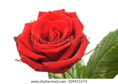 red roses over a white background / red roses