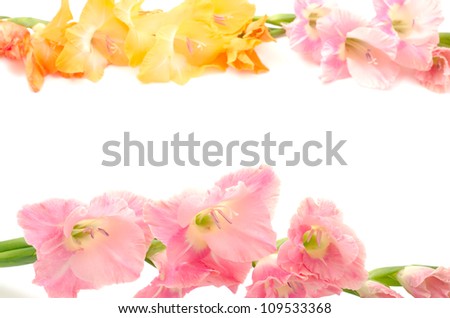 Sideways pink and orange gladiolus flowers on a white background