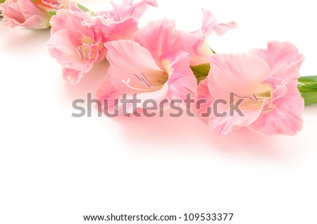 Sideways pink gladiolus flowers on a white background