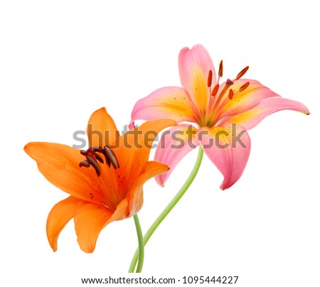 Lily flowers on white 
