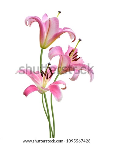 Beautiful Lily isolated on white background 